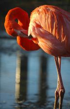 Dubai for birders