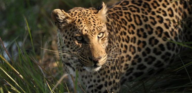 leopard.jpg