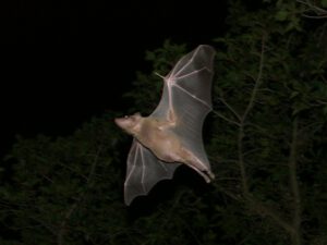 Bats didn’t transmit Covid: new study