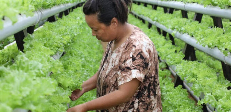 bhtan-hydroponics.jpg