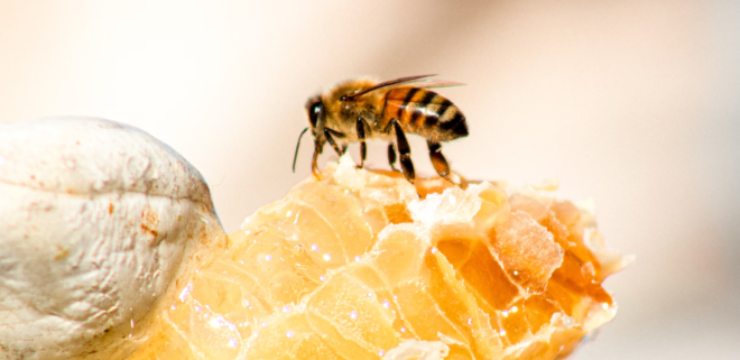 honeycomb-bees-health-benefits-wax.png