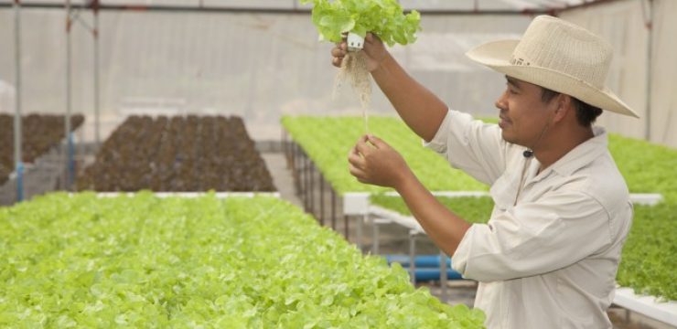 hydroponics-food-local-farm.jpg