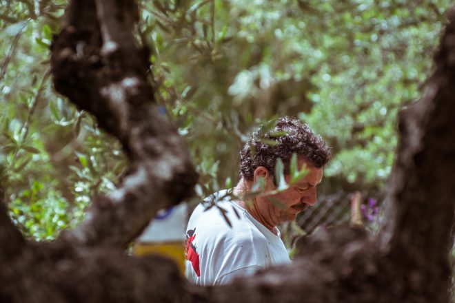 oldest olive tree with man