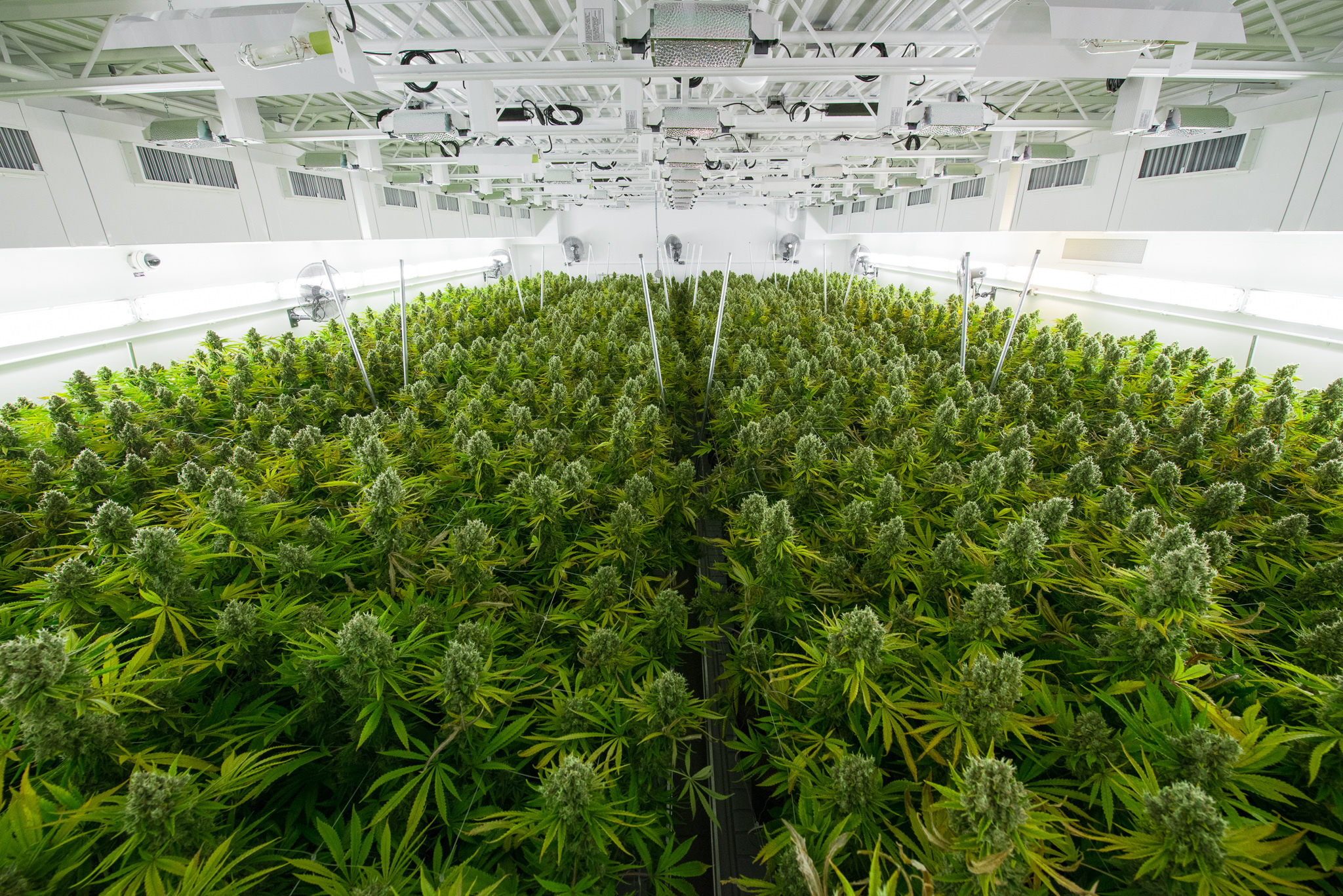 Tilray hydroponic operation